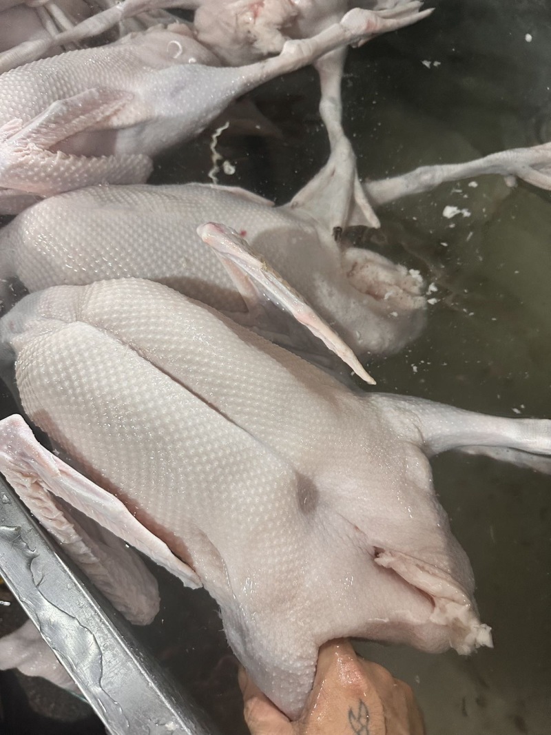 专业三鸟生鲜源头批发主营：精品黑棕鹅、散养水鸭、脆皮乳