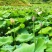 莲花，水果莲蓬
