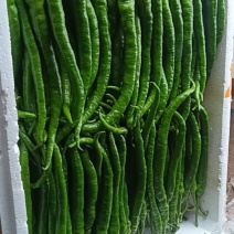 云南昭通辣椒。二荆条509