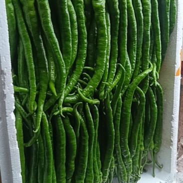 云南昭通辣椒。二荆条509
