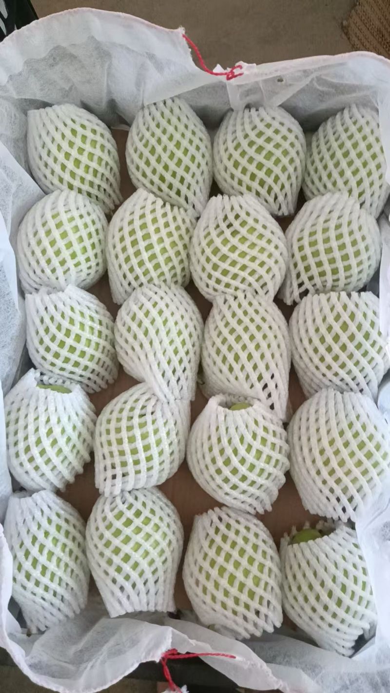 早熟梨