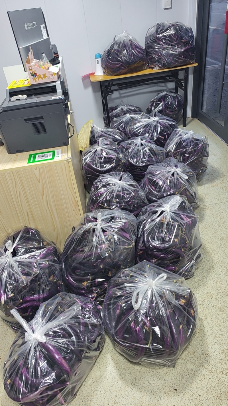 线茄子10亩地，持续收货中！