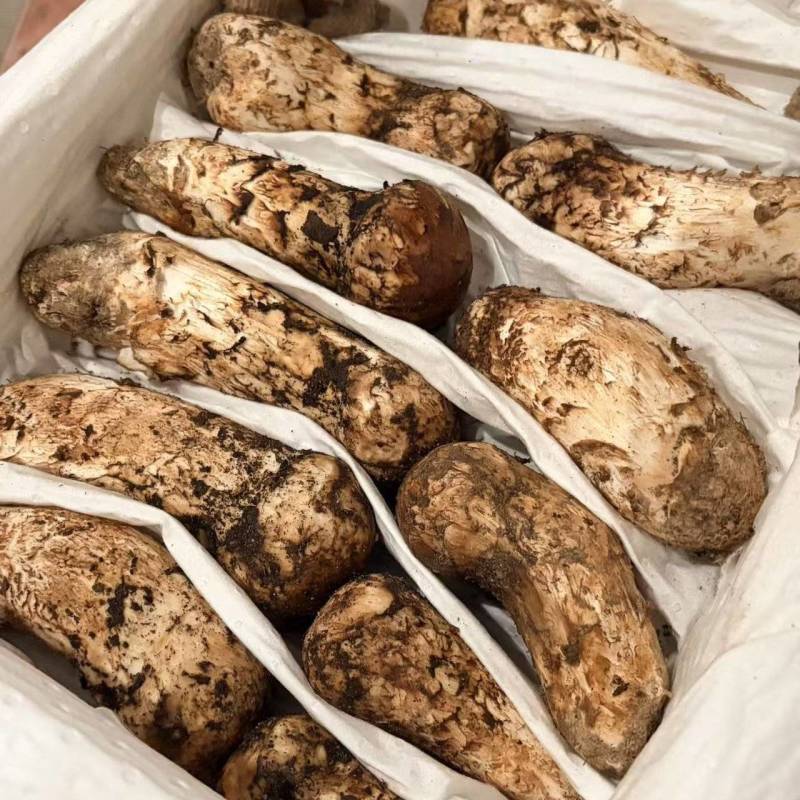 野生鲜松茸