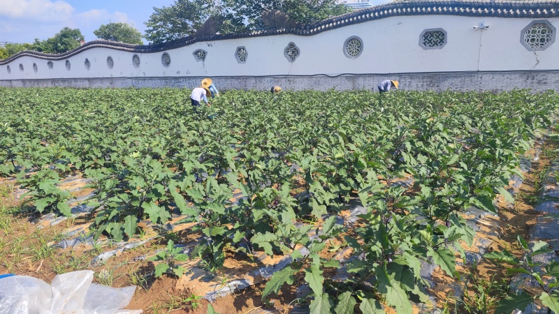 线茄子10亩地，持续收货中！