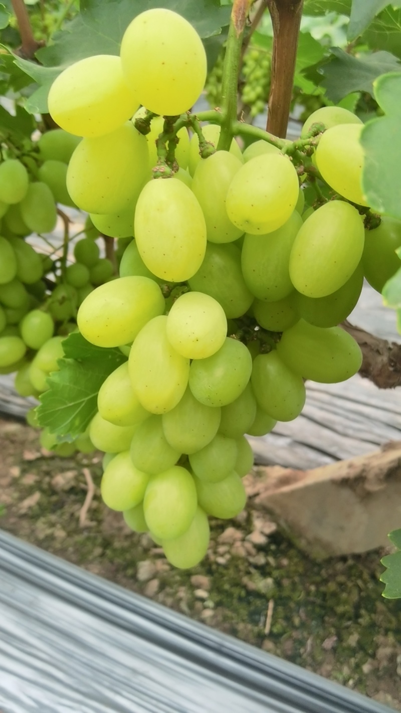 衡水青提葡萄维多利亚葡萄口感甜品质优产地直发量大从优