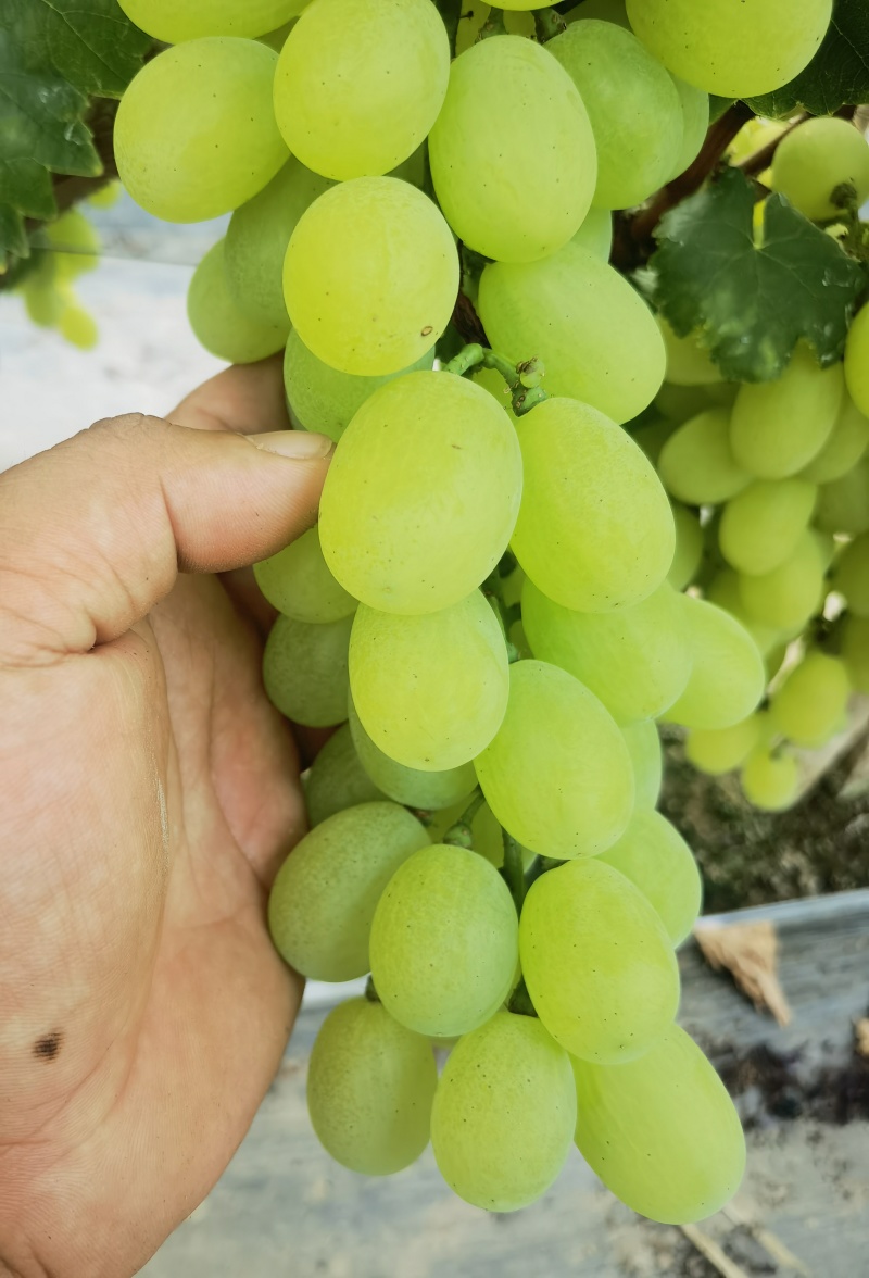 衡水青提葡萄维多利亚葡萄口感甜品质优产地直发量大从优