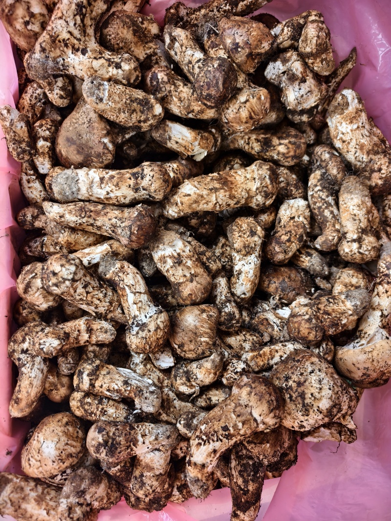 野生鲜松茸