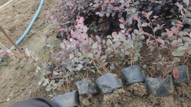红花继木苗红花继木大杯苗绿篱色块苗继木杯苗