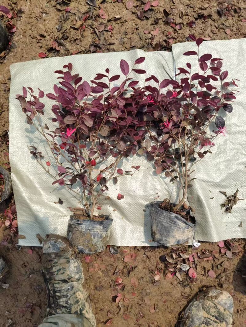 红花继木苗红花继木大杯苗绿篱色块苗继木杯苗