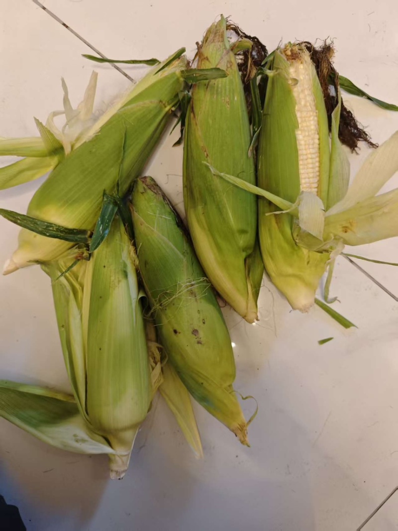 农科336玉米刚成熟一批有需要的老板吗