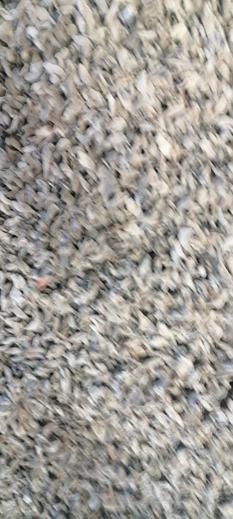 东北优质黑木耳