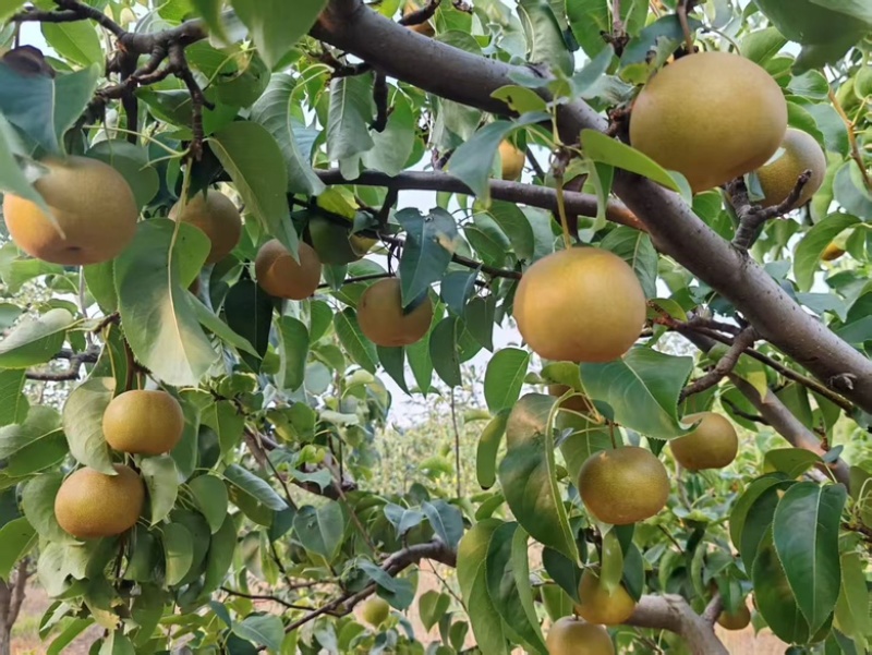 圆黄梨，山区种植，脆甜脆甜。全国代发！