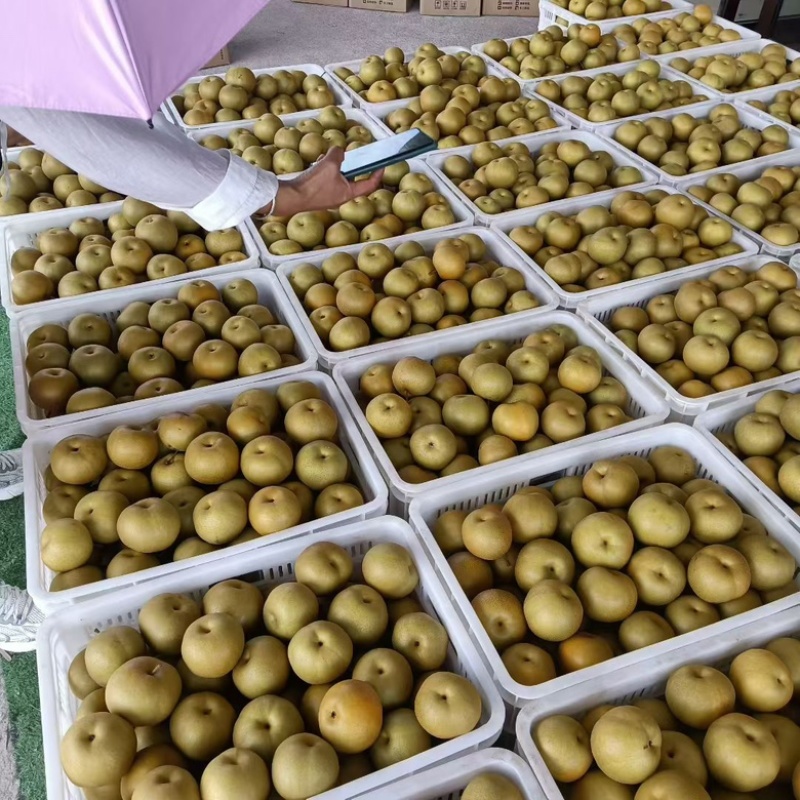 圆黄梨，山区种植，脆甜脆甜。全国代发！