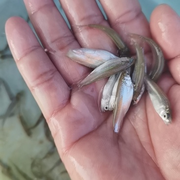 大量出售赤眼鳟鱼苗