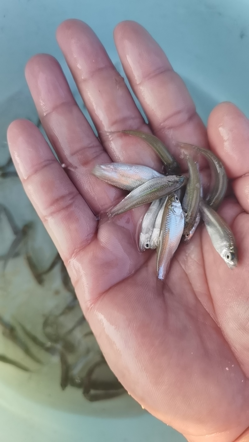 大量出售赤眼鳟鱼苗