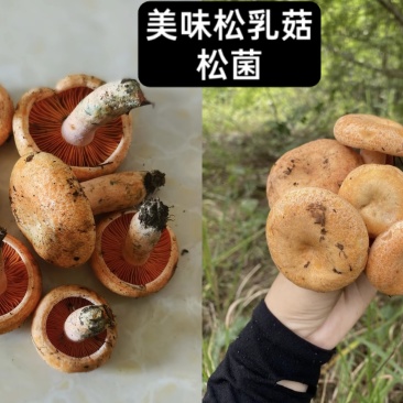高原野生菌针对关爱老人，小孩，孕妇的健康***食品