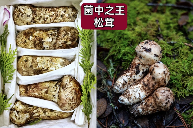 高原野生菌针对关爱老人，小孩，孕妇的健康***食品