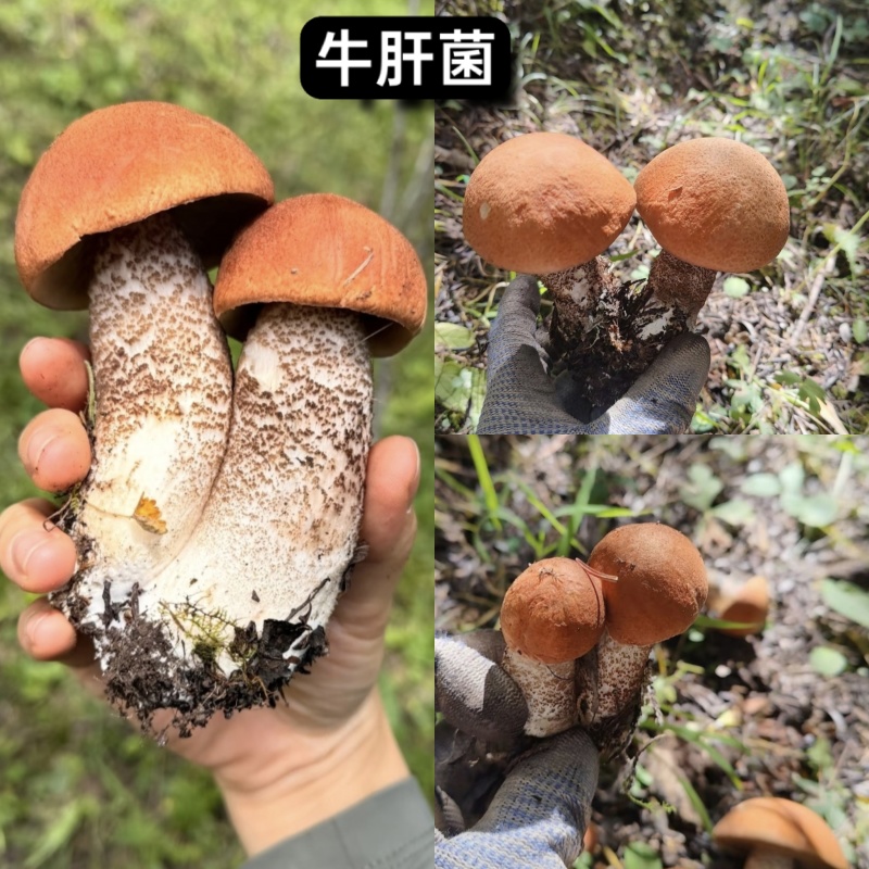 高原野生菌针对关爱老人，小孩，孕妇的健康***食品