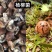 高原野生菌针对关爱老人，小孩，孕妇的健康***食品
