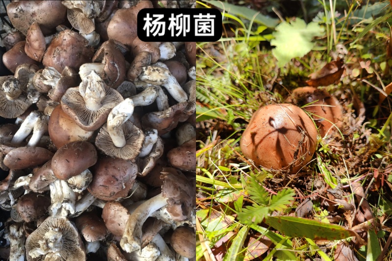 高原野生菌针对关爱老人，小孩，孕妇的健康***食品