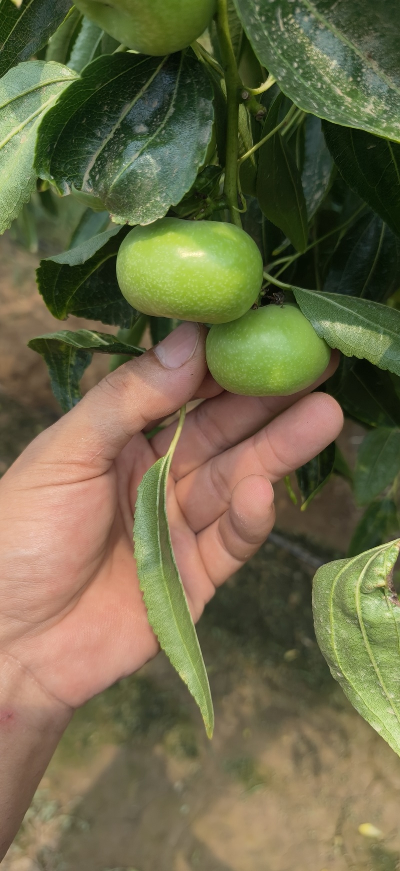 福蟠脆枣/树苗/接穗
