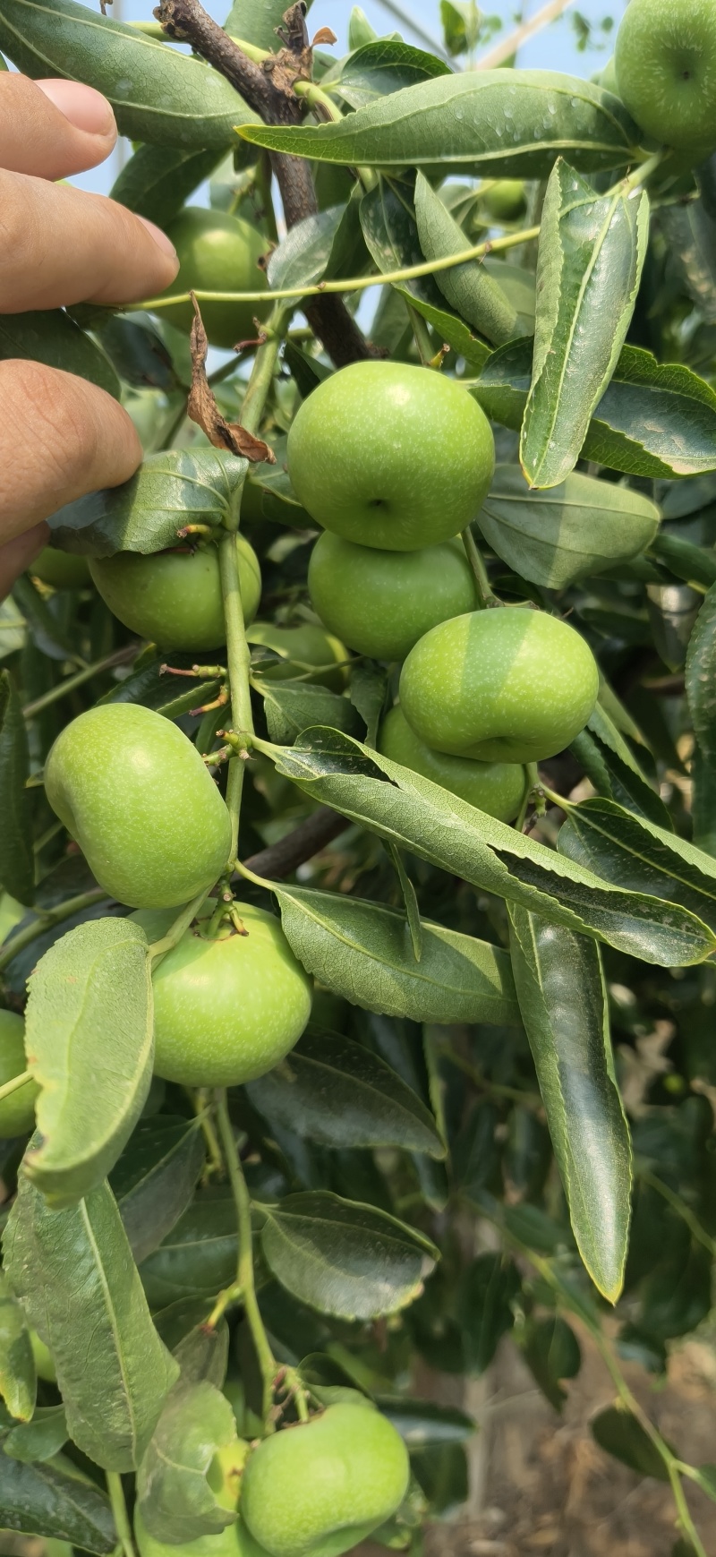 福蟠脆枣/树苗/接穗