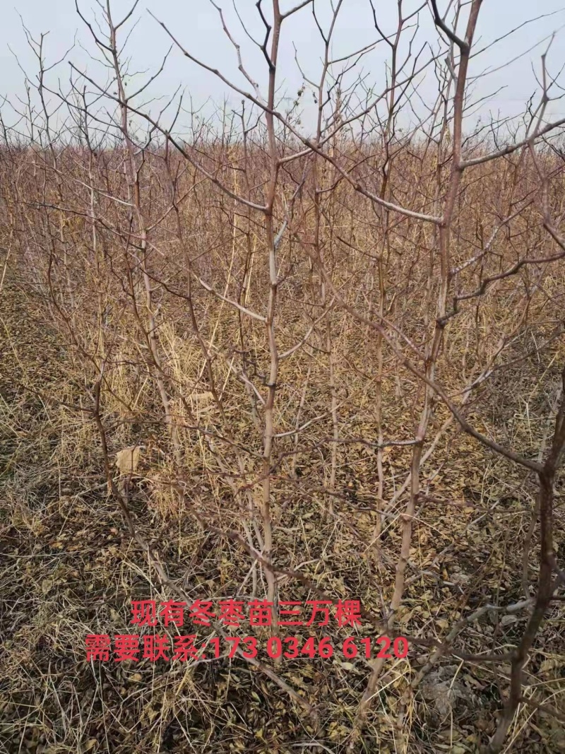 福蟠脆枣/树苗/接穗