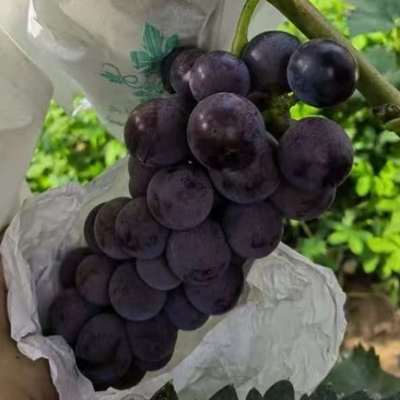 精品京亚葡萄，河北葡萄一手货源，量大从优，欢迎咨询