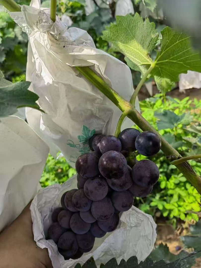 精品京亚葡萄，河北葡萄一手货源，量大从优，欢迎咨询