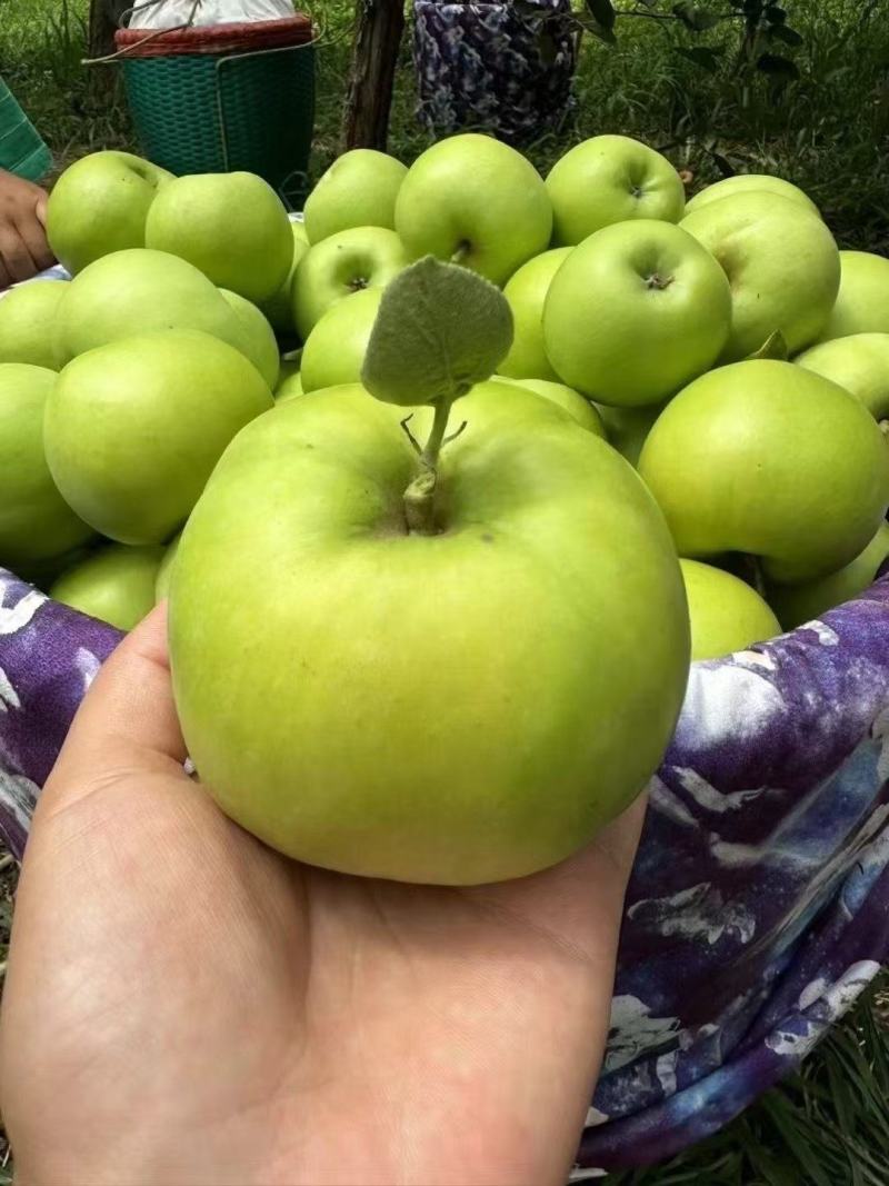 昭通早熟青香蕉苹果