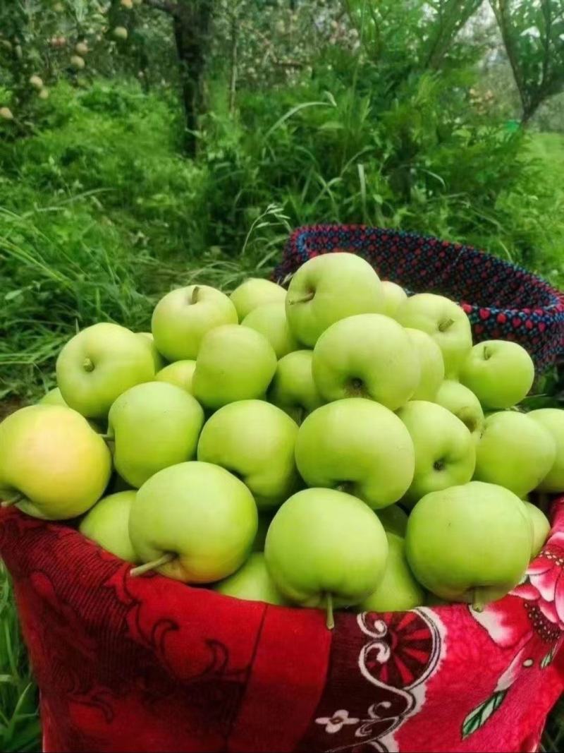 昭通早熟青香蕉苹果