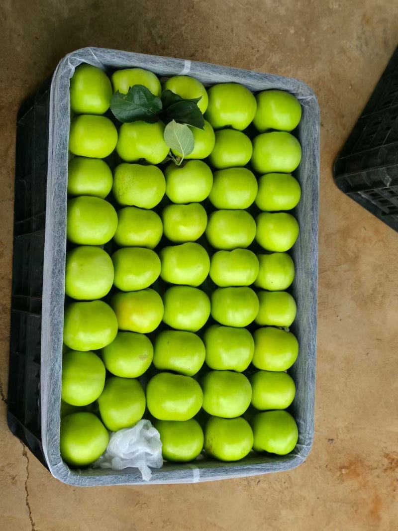 昭通早熟青香蕉苹果