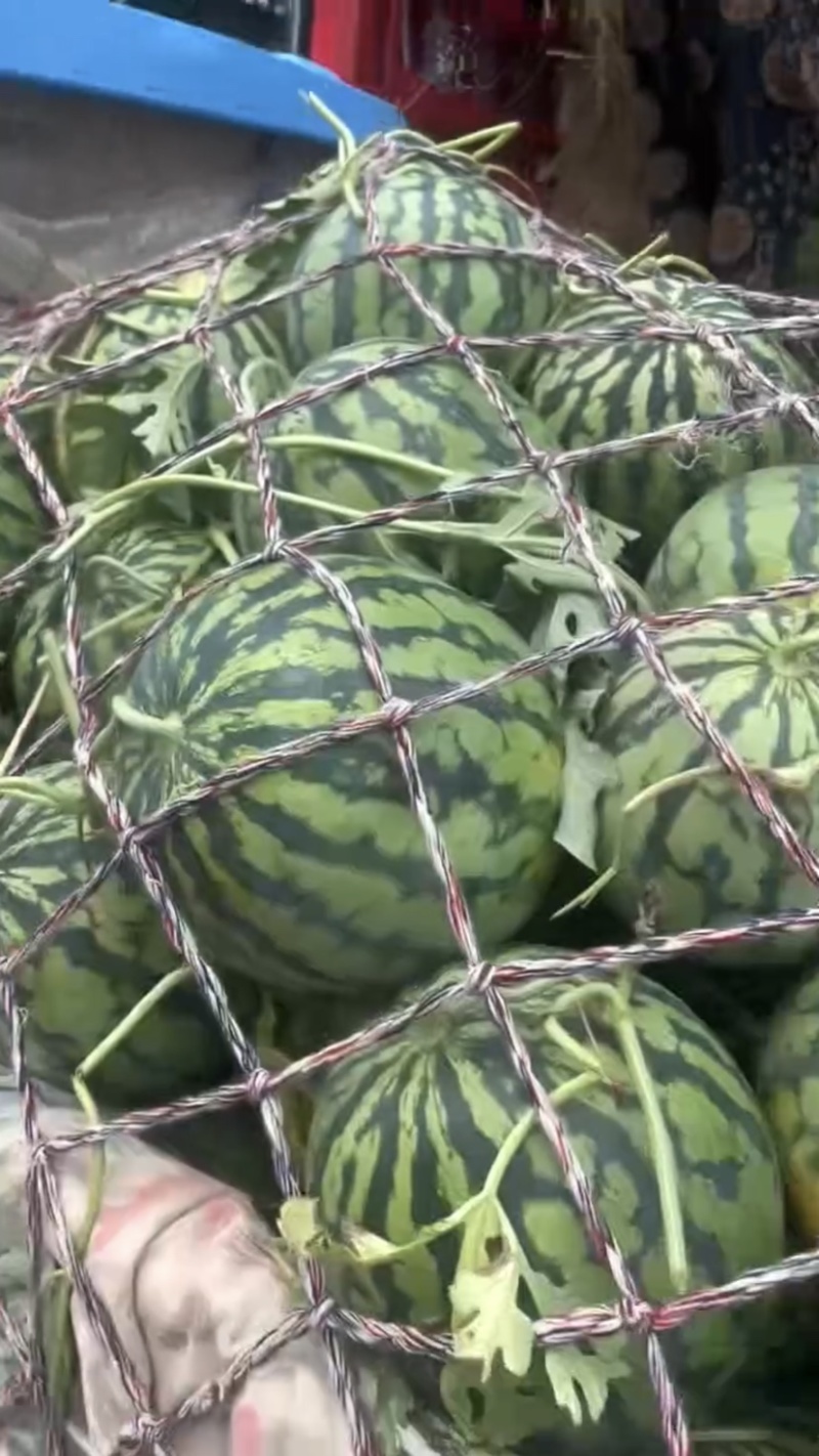 新鲜上市露天美都西瓜大量有货需要请联系