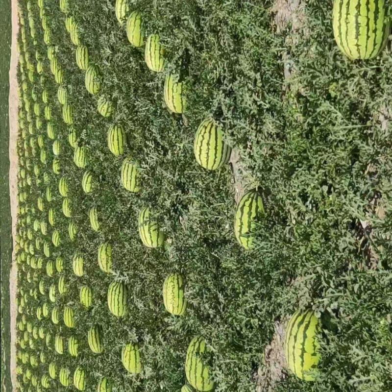 【量大优惠】甘肃硒砂瓜品质保障对接全国批发可视频看货