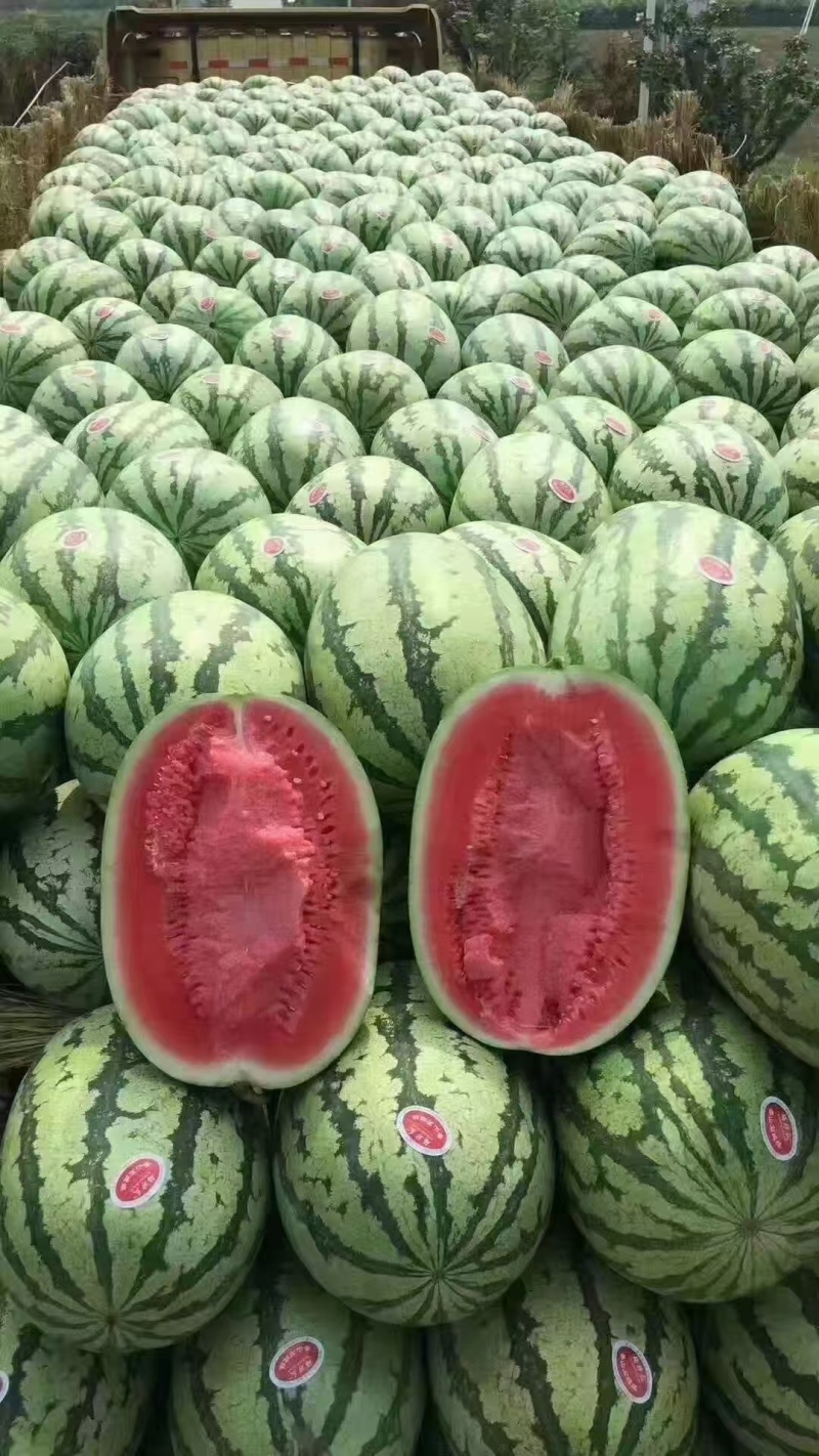 【量大优惠】甘肃硒砂瓜品质保障对接全国批发可视频看货
