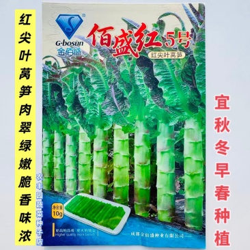 佰盛红5号莴笋种子红尖叶莴笋种子肉翠绿嫩脆香味浓莴笋种子
