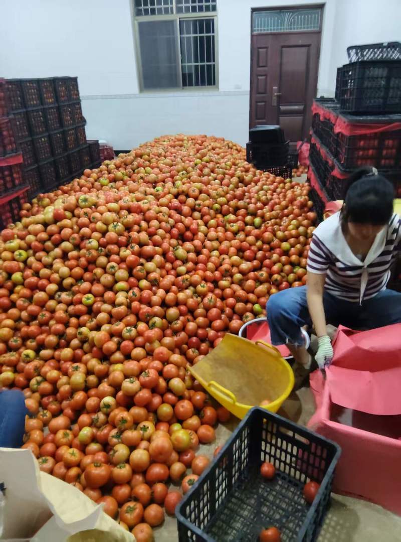 西红柿小果代收，有需要的老板请联系***********