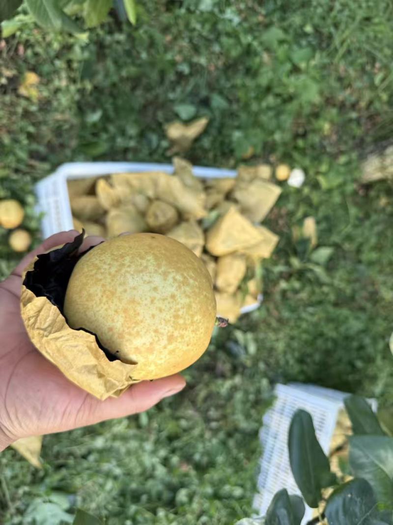 大量翠冠梨陆续出货中。有要货的老板可以来了产地直销