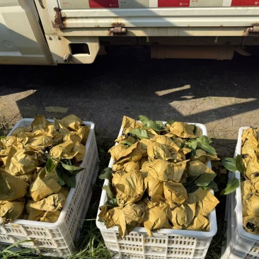 大量翠冠梨陆续出货中。有要货的老板可以来了产地直销