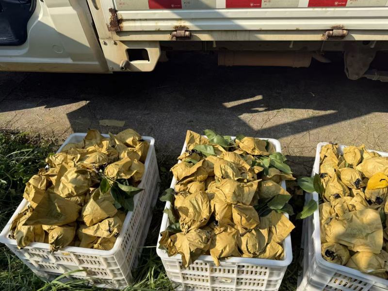 大量翠冠梨陆续出货中。有要货的老板可以来了产地直销