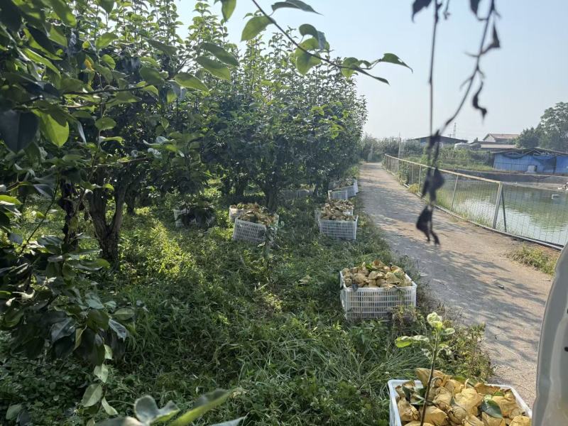 大量翠冠梨陆续出货中。有要货的老板可以来了产地直销