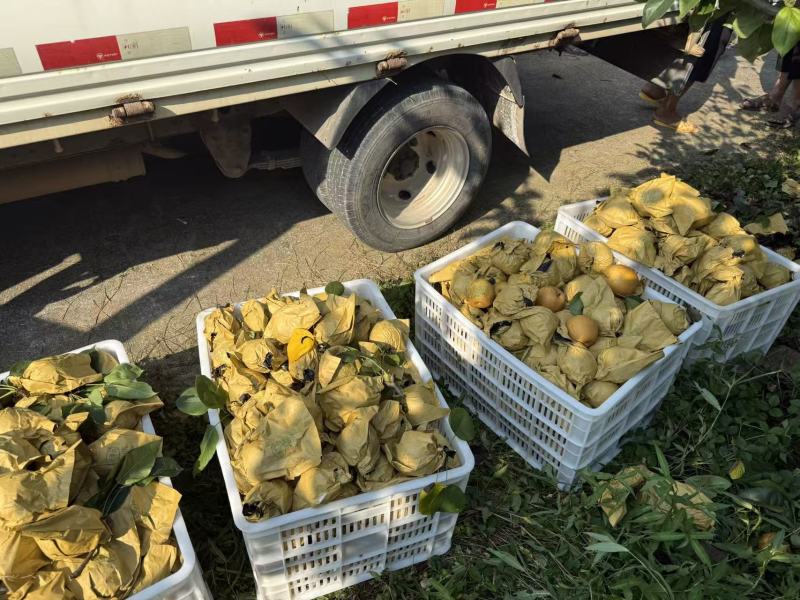大量翠冠梨陆续出货中。有要货的老板可以来了产地直销