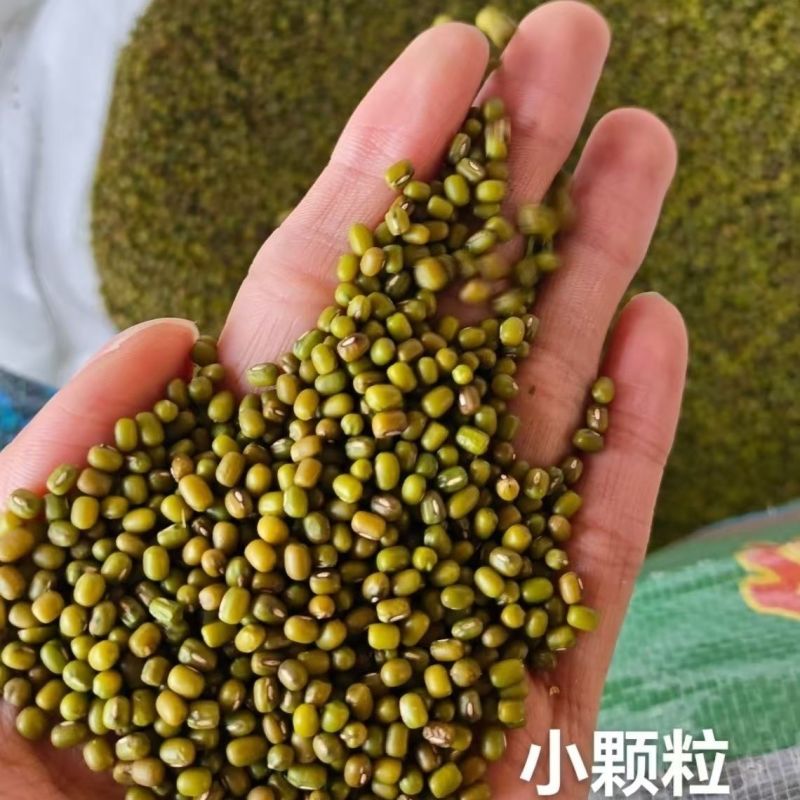 精品小颗粒绿豆