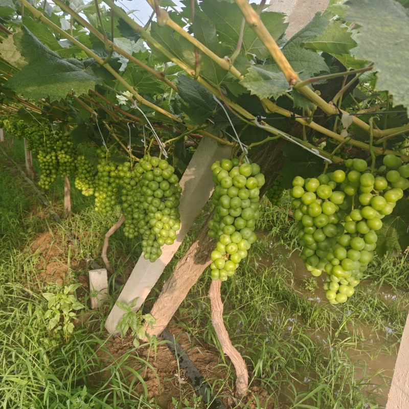 阳光玫瑰预定中，50万斤左右，欢迎前来洽谈