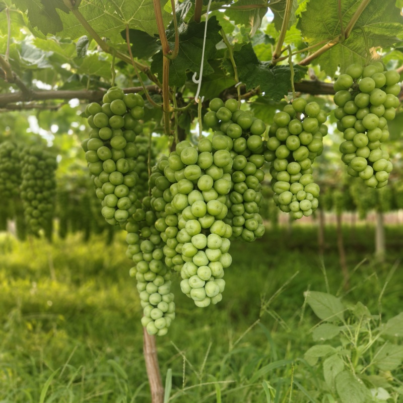 阳光玫瑰预定中，50万斤左右，欢迎前来洽谈