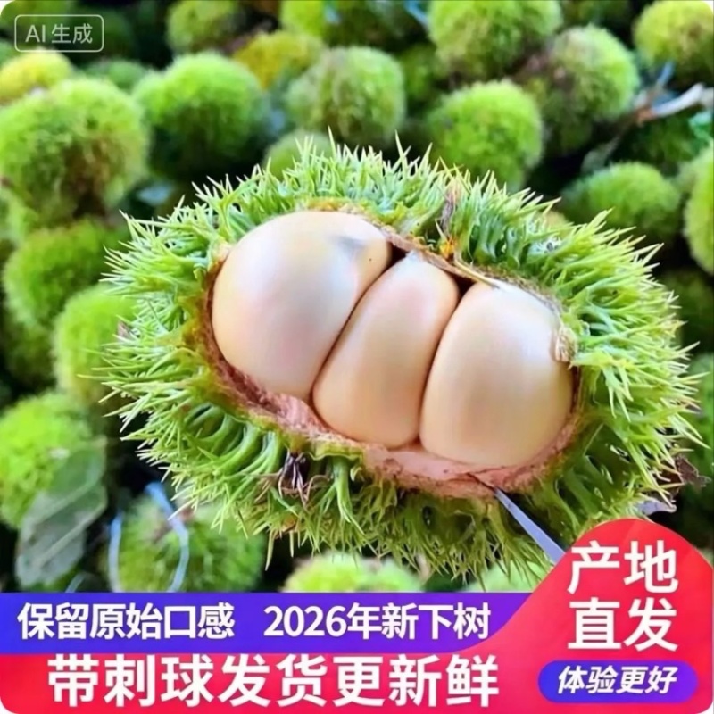 刺球板栗基地对接电商代发，量大优惠一手货源可考察欢迎私聊