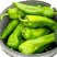 代收新鲜薄皮椒每天新鲜采摘