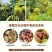 刺球板栗基地对接电商代发，量大优惠一手货源可考察欢迎私聊