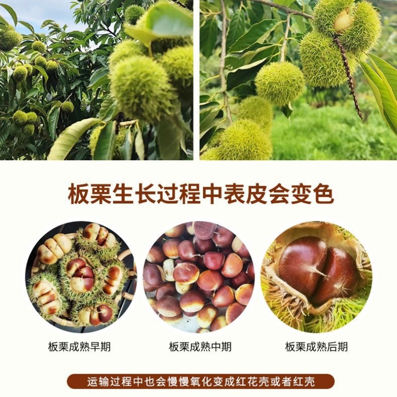 刺球板栗基地对接电商代发，量大优惠一手货源可考察欢迎私聊