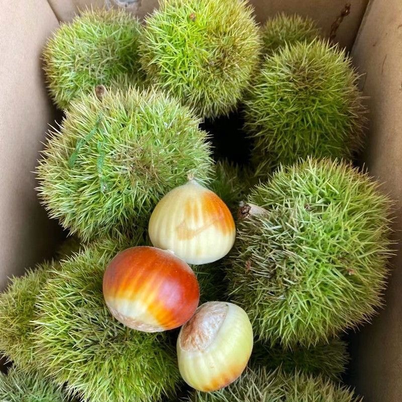 刺球板栗基地对接电商代发，量大优惠一手货源可考察欢迎私聊